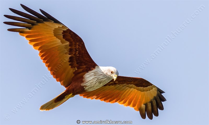 Bird photography, Brahminy kite picture for sale, Amirul Khusru Photography