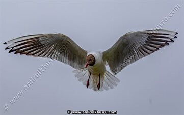 Bird photography, Black-headed gull picture for sale, Amirul Khusru Photography