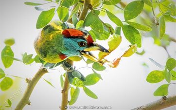 Bird photography, Blue-throated barbet picture for sale, Amirul Khusru Photography